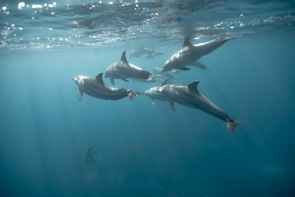 Wild dolphins swimming in the Red Sea during a dolphin tour in Hurghada.